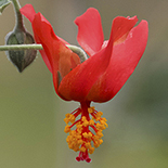 Hibiscus waterbergensis
